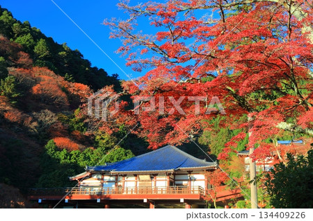[Kyoto Prefecture] Monjuji Treasure House (Nishiyama Zenpoji Temple) on a clear day and autumn leaves 134409226