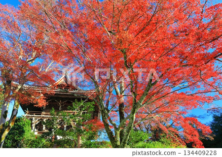 [Kyoto Prefecture] The mountain gate (romon gate) and autumn leaves of Nishiyama Zenpoji Temple on a clear day 134409228