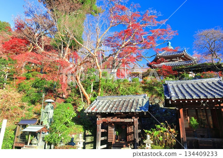【京都府】晴天時西山禪寶寺的經殿和秋葉 134409233