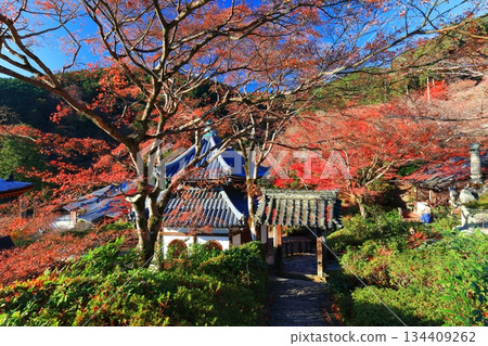 【京都府】晴天時西山禪寶寺的經殿和秋葉 【京都府】晴天時西山禪寶寺的經殿和秋葉 134409262