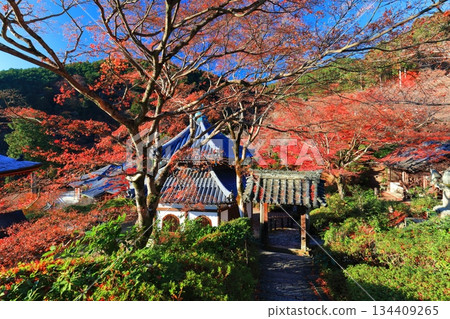 【京都府】晴天時西山禪寶寺的經殿和秋葉 134409265