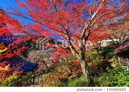 [Kyoto Prefecture] Nishiyama Zenpoji Temple and autumn leaves on a clear day 134409269