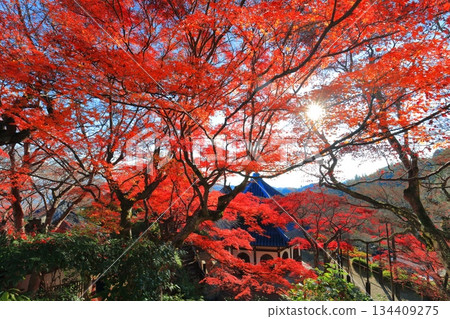 【京都府】晴天時西山禪寶寺的經殿和秋葉 134409275