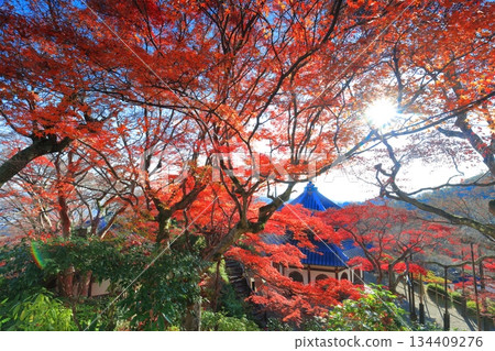 [Kyoto Prefecture] The sutra hall and autumn leaves of Nishiyama Zenpoji Temple on a clear day 134409276