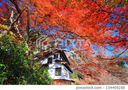 [Kyoto Prefecture] Nishiyama Zenpoji Temple and autumn leaves on a clear day (Hakusan Gongen) 134409280