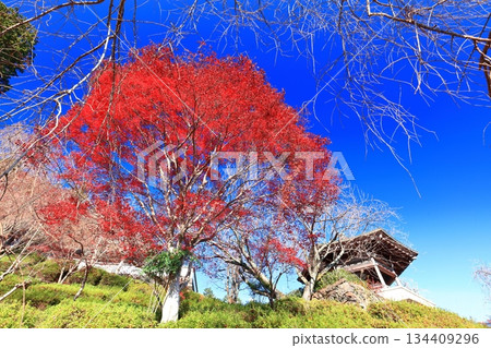 【京都府】晴天裡的西山善寶寺和秋葉（京書傳） 134409296