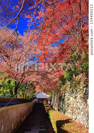 [Kyoto Prefecture] Amidado Hall and autumn leaves at Nishiyama Zenpoji Temple on a clear day 134409313