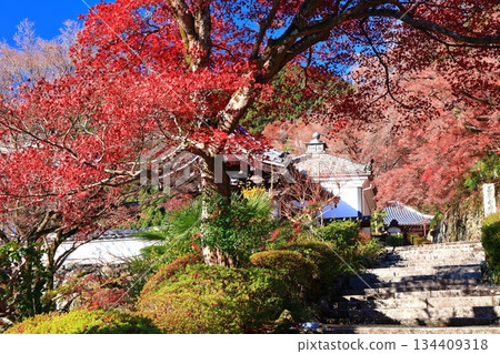 【京都府】晴天時,西山善保寺的阿彌陀堂和秋葉 【京都府】晴天時,西山善保寺的阿彌陀堂和秋葉 134409318