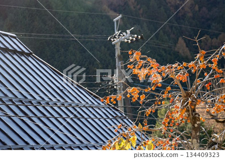 花園裡的柿子成熟得很大了 花園裡的柿子成熟得很大了 134409323