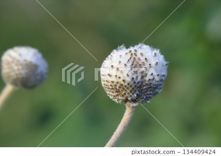 秋末花園裡，日本銀蓮花的白色絨毛包裹著棕色的種子。 134409424