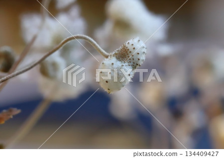 秋末花園裡，日本銀蓮花的白色絨毛包裹著棕色的種子。 134409427