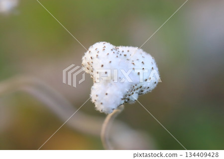 秋末花園裡，日本銀蓮花的白色絨毛包裹著棕色的種子。 134409428