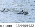 Dolphin 134409482