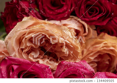 roses of three colors are red, beige and pink covered with drops of water, roses of different colors for making bouquets and flower arrangements 134409505