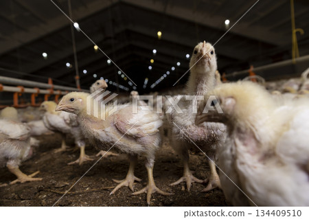 chickens in a large industrial enterprise in the field of poultry farming, fat young broiler chickens are fattened to ensure the meat industry 134409510