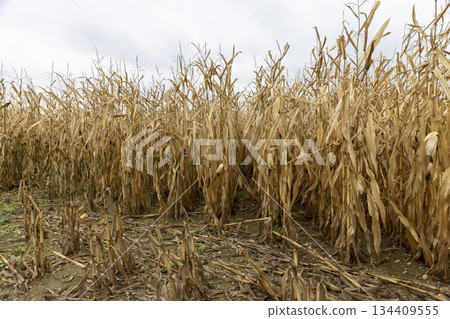 dry yellow corn in an agricultural field in the autumn season in cloudy weather, a whole field with yellow corn that is ripe and ready for harvesting, windy weather dry yellow corn in an agricultural field in the autumn season in cloudy weather, a whole field with yellow corn that is ripe and ready for harvesting, windy weather 134409555