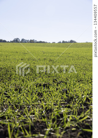 wheat illuminated by bright sunlight in the autumn season, a monocultural field with a large number of green wheat sprouts resistant to frost and yielding an early harvest to provide the food wheat illuminated by bright sunlight in the autumn season, a monocultural field with a large number of green wheat sprouts resistant to frost and yielding an early harvest to provide the food 134409557
