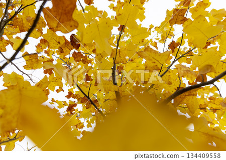 trees is yellow and orange in cloudy weather in the middle of autumn before the fall of leaves, beautiful multicolored foliage of a tree against a gray sky in October 134409558