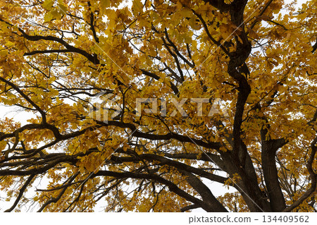 details of oak branches with beautiful yellow and orange foliage against a gray sky, cloudy weather in mid-autumn before the fall details of oak branches with beautiful yellow and orange foliage against a gray sky, cloudy weather in mid-autumn before the fall 134409562