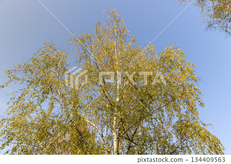 birch foliage against a sky background in sunny weather, blue bright sky and bright beautiful orange or yellow birch foliage during autumn 134409563