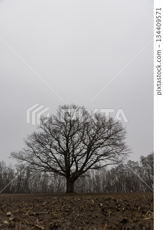 an old oak tree without leaves in the autumn against the background of a gray sky in cloudy weather, dreary autumn nature and the silhouette of an oak tree not illuminated by sunlight 134409571