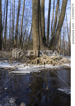 the territory is a swamp with trees in the cold winter season, covered with white snow in the cold season a dangerous swamp after frosts, a swamp in the forest 134409575