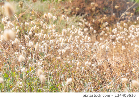 Dry wild grass and small flowers in soft sunlight. Natural meadow background, summer dryness concept and rural landscape detail 134409636