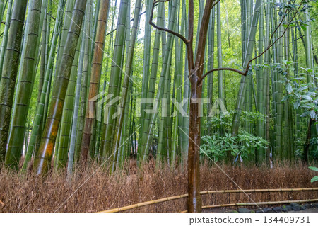 Bamboo forest at Hokoku-ji Shrine in Kamakura, Japan 134409731