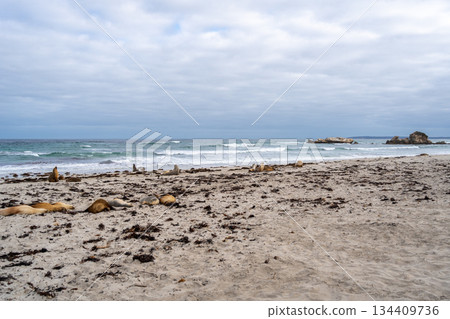 Sea lions resting on sandy beach at Seal Bay, Kangaroo Island, Australia Sea lions resting on sandy beach at Seal Bay, Kangaroo Island, Australia 134409736
