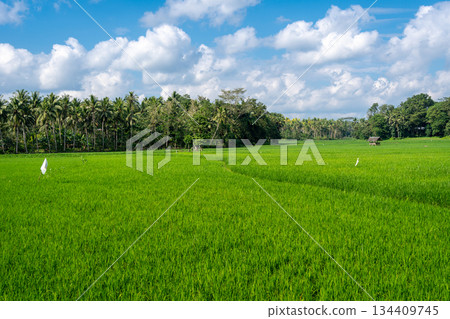 Green rice field in Sulawesi countryside, Indonesia under cloudy sky Green rice field in Sulawesi countryside, Indonesia under cloudy sky 134409745