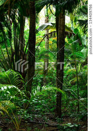 熱帶風光：由布島 134409766