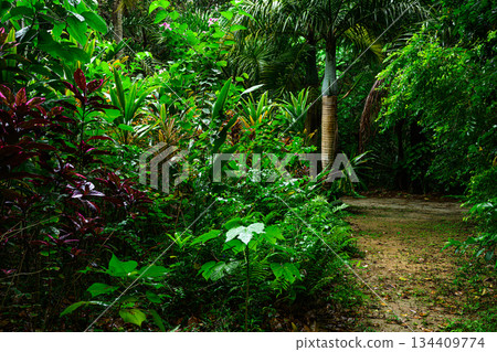 Tropical scenery: Yubu Island 134409774