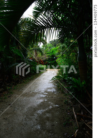 熱帶風光：由布島 134409775