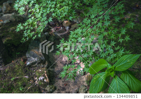 green leaves in the garden 134409851
