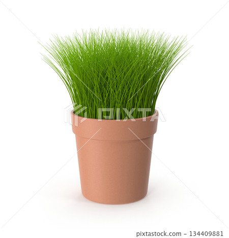 Potted Green Grass on White Background Potted Green Grass on White Background 134409881