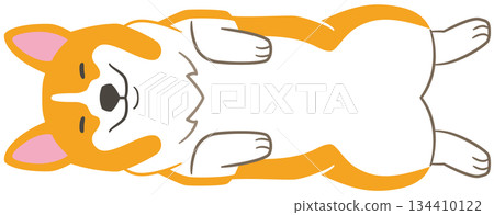 一幅從上方拍攝的柯基犬仰面睡覺的插圖素材。 134410122