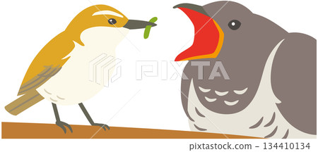Illustration material of a cuckoo, a wild bird that lays eggs in its nest 134410134