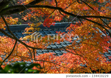 Scenery of Kikuchi Shrine with beautiful autumn foliage 134410229