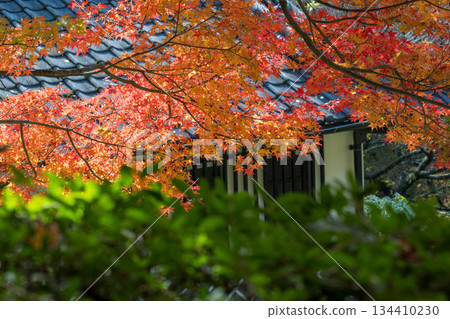 Scenery of Kikuchi Shrine with beautiful autumn foliage 134410230