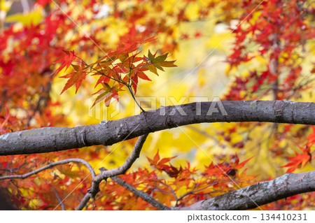 Scenery of Kikuchi Shrine with beautiful autumn foliage 134410231