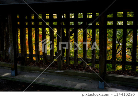 菊池神社的紅葉美景 134410250