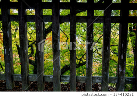菊池神社的紅葉美景 134410251