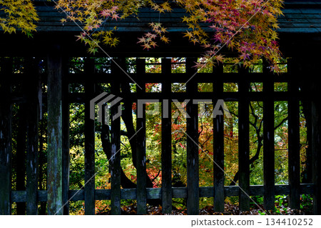 菊池神社的紅葉美景 菊池神社的紅葉美景 134410252