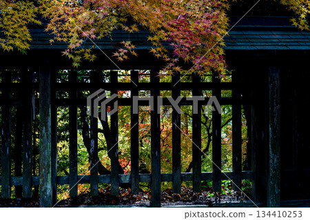 Scenery of Kikuchi Shrine with beautiful autumn foliage Scenery of Kikuchi Shrine with beautiful autumn foliage 134410253