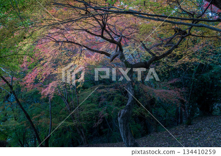 菊池神社的紅葉美景 菊池神社的紅葉美景 134410259