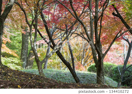 Scenery of Kikuchi Shrine with beautiful autumn foliage Scenery of Kikuchi Shrine with beautiful autumn foliage 134410272