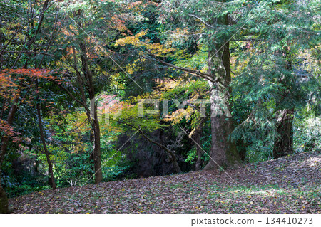 Scenery of Kikuchi Shrine with beautiful autumn foliage Scenery of Kikuchi Shrine with beautiful autumn foliage 134410273