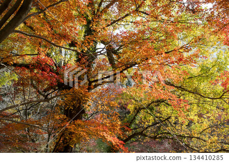 菊池神社的紅葉美景 菊池神社的紅葉美景 134410285