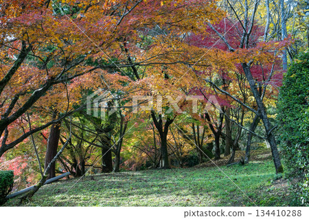 菊池神社的紅葉美景 134410288