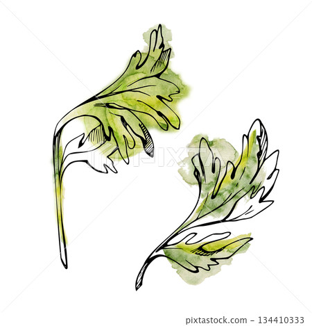 Fresh green celery leaves with fine ink veins and loose watercolor wash. Garnish hand drawn illustration for cocktail menus, kitchen decor, organic food branding, vegan recipe, garden design prints. 134410333